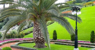 Exterior Renovation Ideas to Enhance Your Homes Curb Appeal Trimming Tropics How to Prune Palm Trees for Optimal Growth