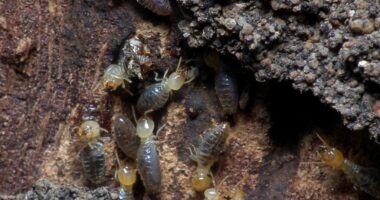 Is It Worth Creating Your Own Teaching Materials? How to Confirm Termites in Your Walls: Because Denial Isn’t a Strategy