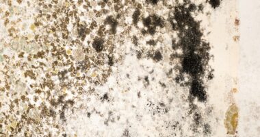 Step-by-Step: How To Style an Oversized Shirt with Flair How to Control Moisture to Prevent Mold – Tips for Every Home